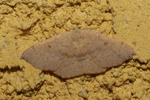 Réf. 242 397 : Cyclophora puppillaria